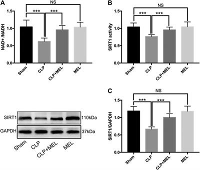 Melatonin Attenuates Sepsis-Induced Acute Lung Injury Through Improvement of Epithelial Sodium Channel-Mediated Alveolar Fluid Clearance Via Activation of SIRT1/SGK1/Nedd4-2 Signaling Pathway